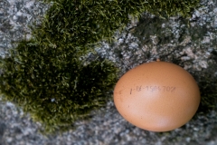 Der Stempel besagt: Das Ei stammt vom Biolandhof Wiersdorf