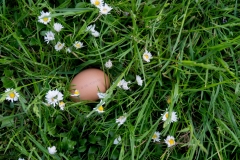 Bioei im Grünen