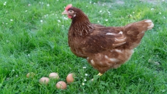 Huhn mit Eiern