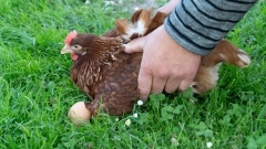 Die meisten Hühner lassen sich gern anfassen.