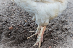 Hühner scharren gern im Sand.