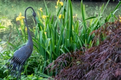 Am Ufer unseres Teichs wachsen Lilien