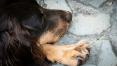 Unser Hund
