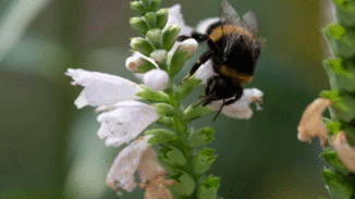 Hummel auf Blüte gehört zu Wildbienen
